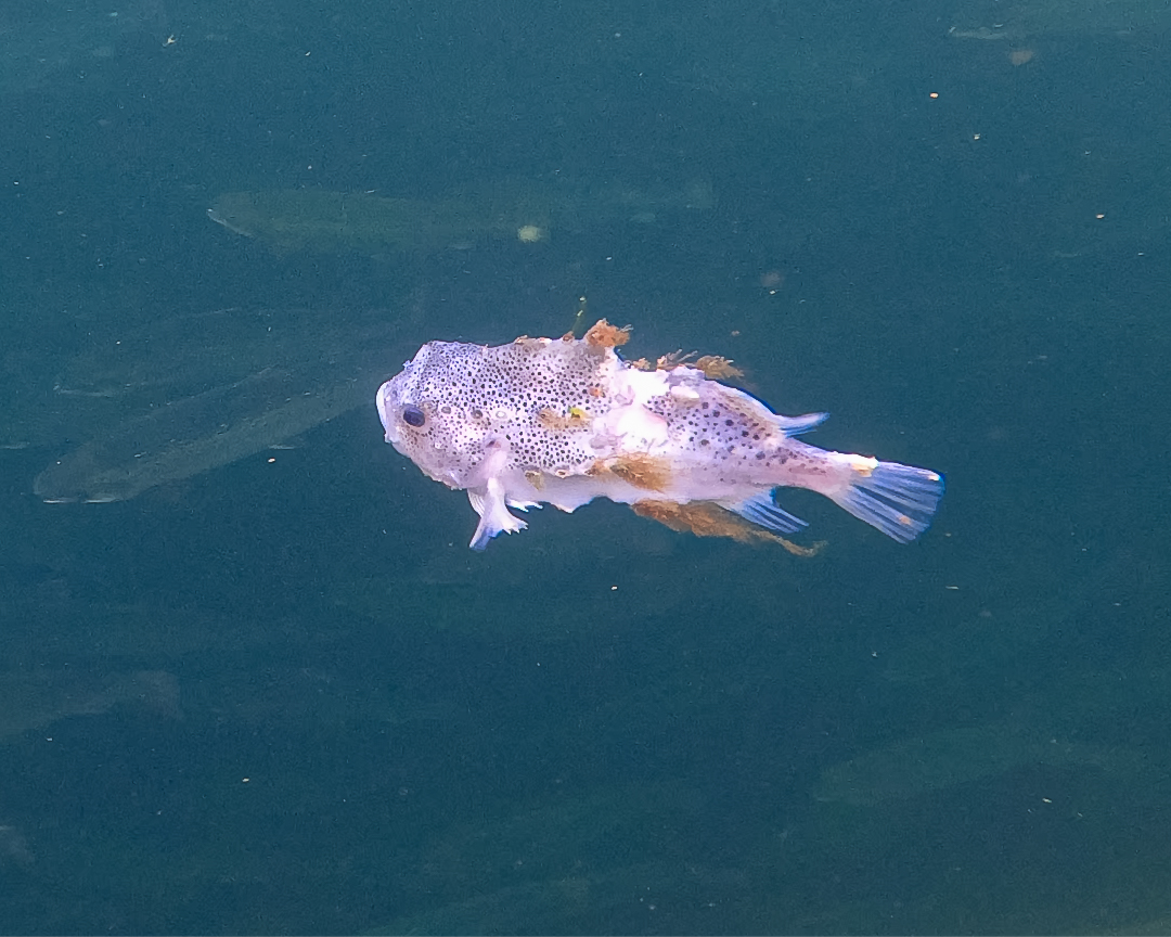 Cleaner Fish  Salmon Scotland