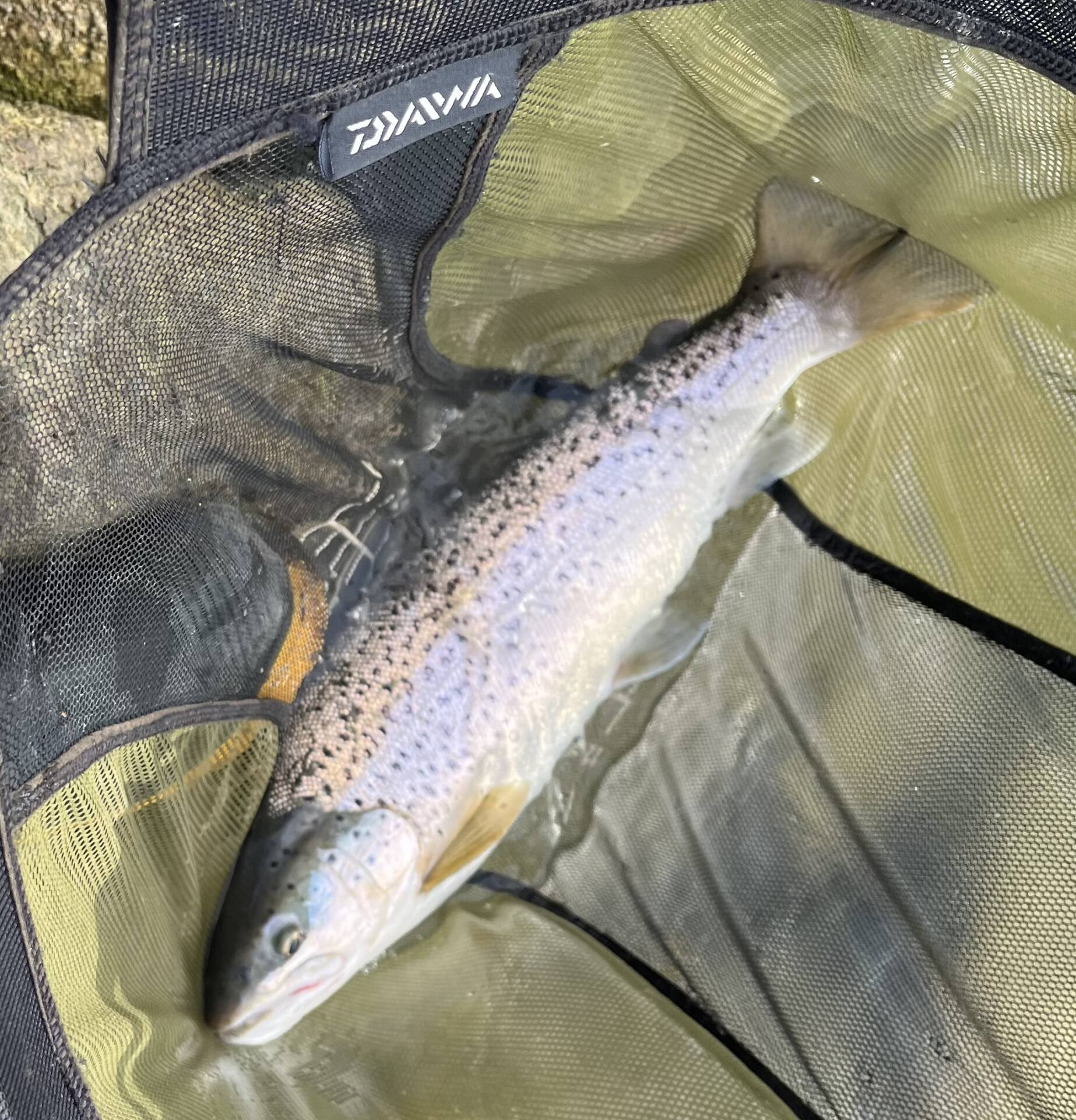Rutland warning – big brown trout - Fly Fishing and Fly Tying Magazine