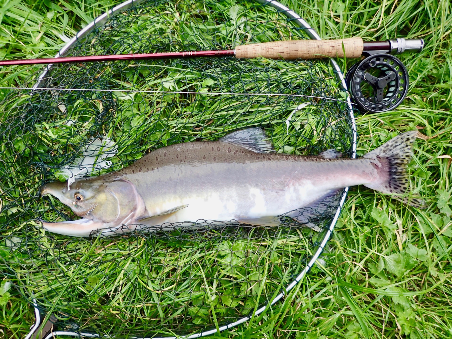 pink salmon recorded in river dee