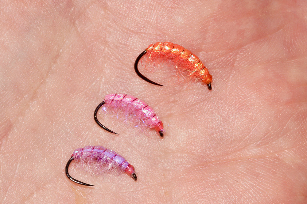 orange, pink or purple shrimp