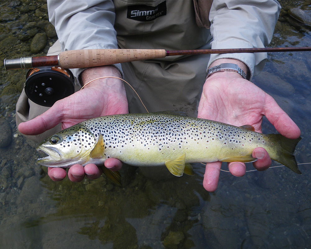 Tuscany brown trout