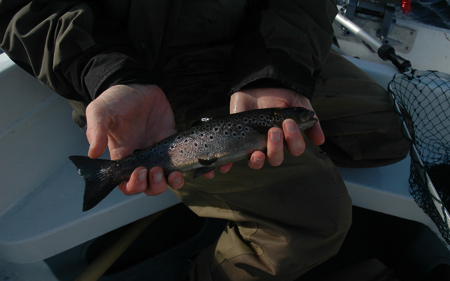 wild brown trout on loch 
