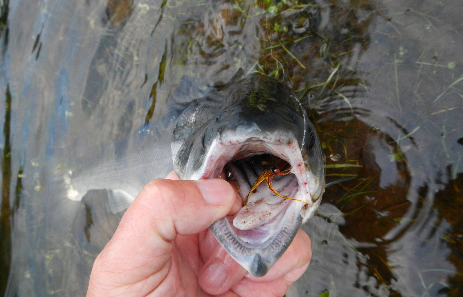 A deeply hooked fish, which can often occur when hand-lining, or when the fly is fished faster. A point which reiterates the use of barbless hooks.