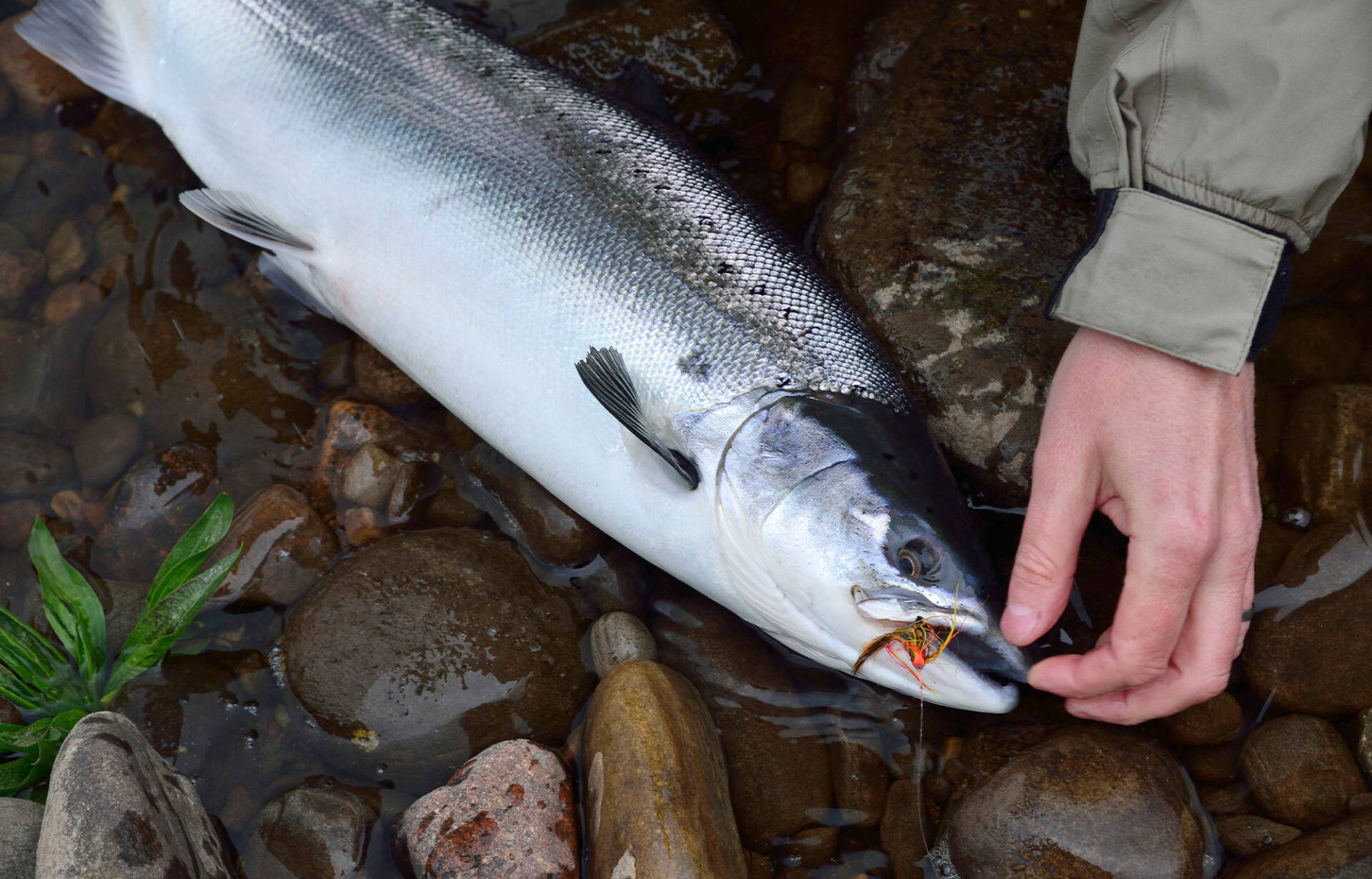 A classically hooked salmon, the hook in the scissors of the jaw.